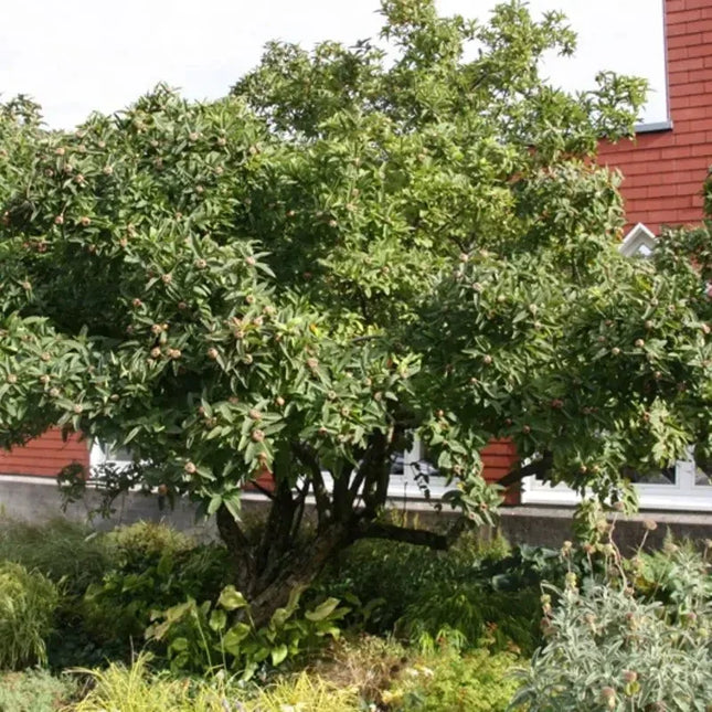 Showy Medlar Tree Seeds – Mespilus germanica | Rare Hardy Fruit Tree