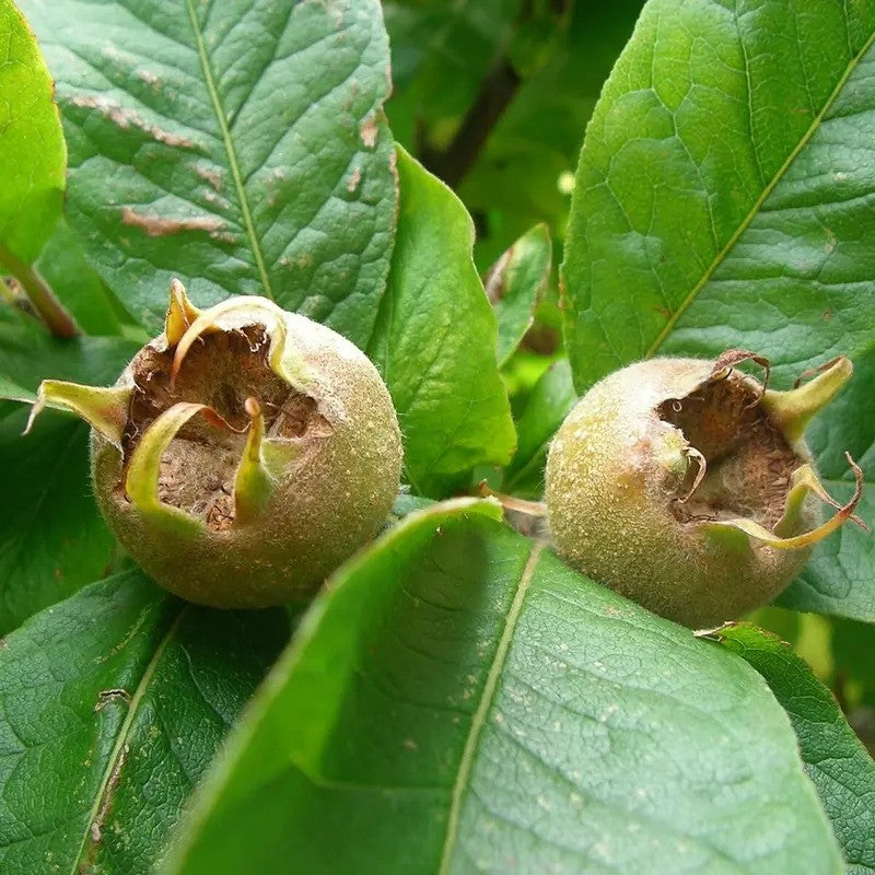Two green fruits with brown tips on a leafy background