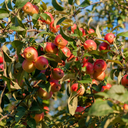 15 Siberian Crabapple Seeds | Hardy Flowering Crab Apple Tree