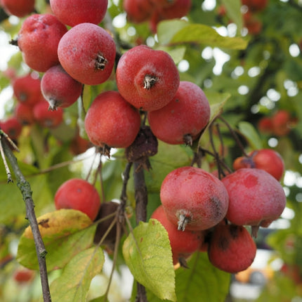 Siberian Crabapple tree producing clusters of bright red crabapples, a cold-hardy ornamental fruit tree ideal for home gardens, wildlife, and pollinator-friendly landscapes. Seed World