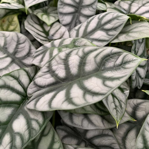 1 Silver Dragon Elephant Ear - Alocasia baginda Live Plant