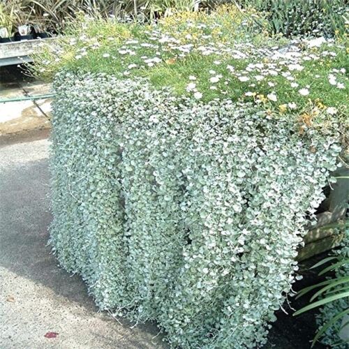 10 Silver Falls Dichondra Seeds