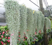  Silver Falls Dichondra Seeds - Premium Seeds for Growing Trailing Silver-Grey Foliage - Seed World