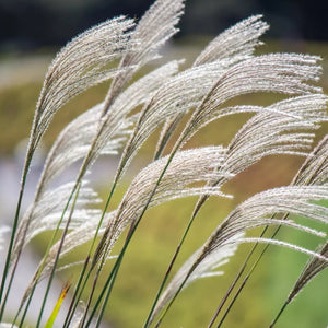 10 Silver Maiden Grass Seeds