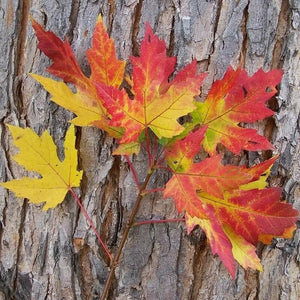 20 Silver Maple Seeds