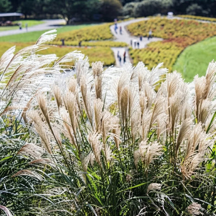 Silver Maiden Grass with feathery white plumes growing in a sunny garden landscape. Seed World
