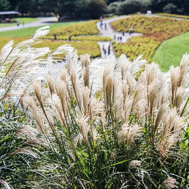 Silver Maiden Grass with feathery white plumes growing in a sunny garden landscape. Seed World