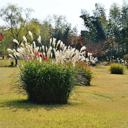 10 Silver Maiden Grass Seeds – Miscanthus Sinensis | Ornamental Silver Grass
