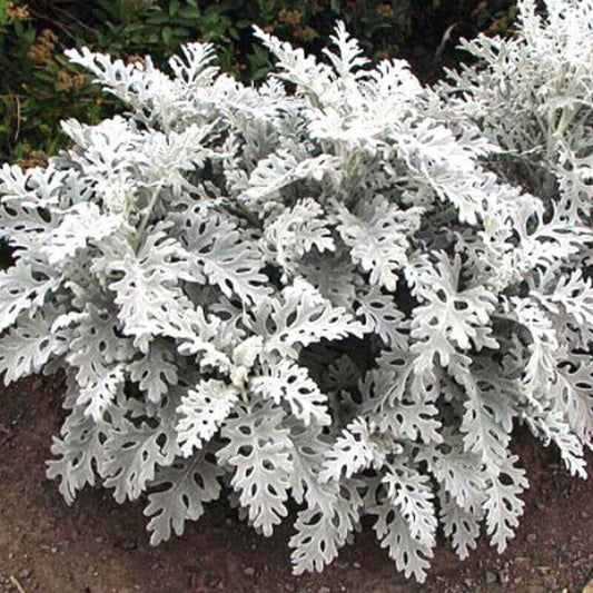 100 Silverdust - Dusty Miller Seeds