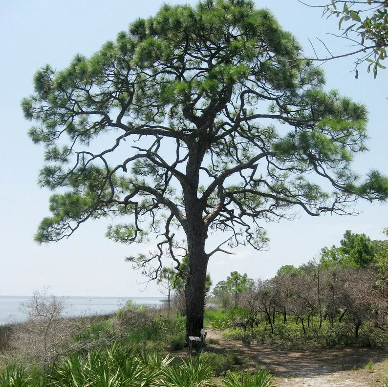 Single tree in a natural setting with a clear sky