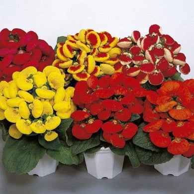 2000 Slipperwort Calceolaria Flower Seeds