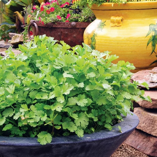 800 Slow Bolt Cilantro Seeds – Coriander Herb | Long-Lasting Fresh Harvest