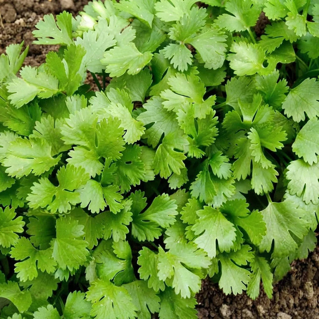 800 Slow Bolt Cilantro Seeds – Coriander Herb | Long-Lasting Fresh Harvest