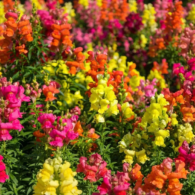 Snapdragon Corona Mix flowers in vibrant pink, orange and yellow blooms. Seed World
