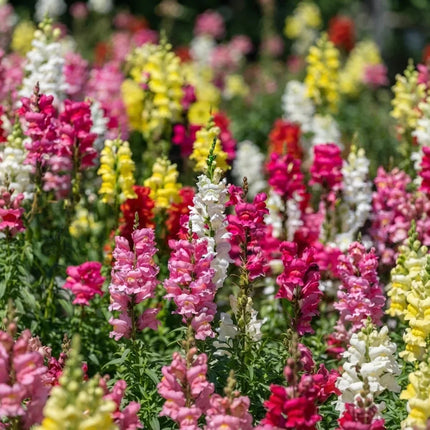 2000 Snapdragon Corona Mix Seeds – Tall Mixed Color Flowers
