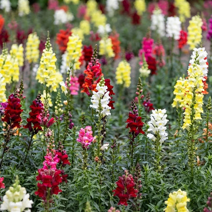 2000 Snapdragon Corona Mix Seeds – Tall Mixed Color Flowers