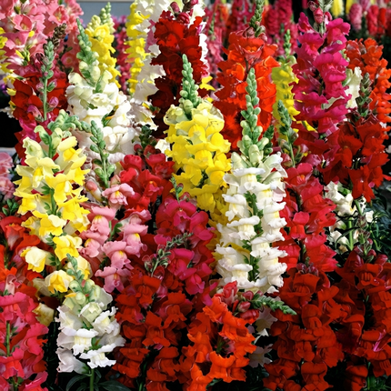 Snapdragon Tetra Mixed flowers with vibrant colorful blooms, ideal for garden borders, bouquets, and pollinator-friendly landscapes. Seed World
