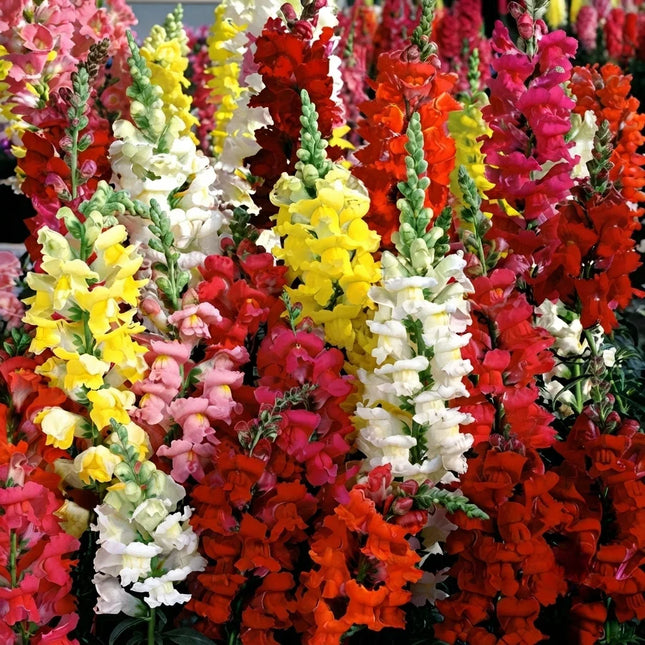 Snapdragon Tetra Mixed flowers with vibrant colorful blooms, ideal for garden borders, bouquets, and pollinator-friendly landscapes. Seed World