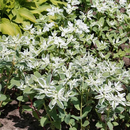 Snow on the Mountain (Euphorbia marginata) with variegated white-green foliage, perfect for borders, cottage gardens, and ornamental landscapes. Seed World