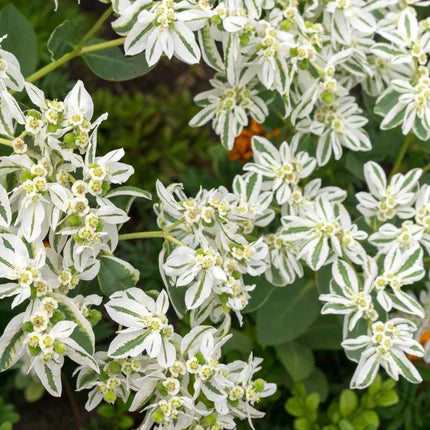500 Snow On The Mountain - Euphorbia Marginata Early Snow Seeds