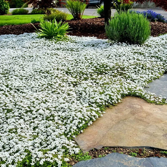 White flowers in a garden with a stone path