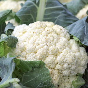 1000 Snowball Cauliflower Seeds