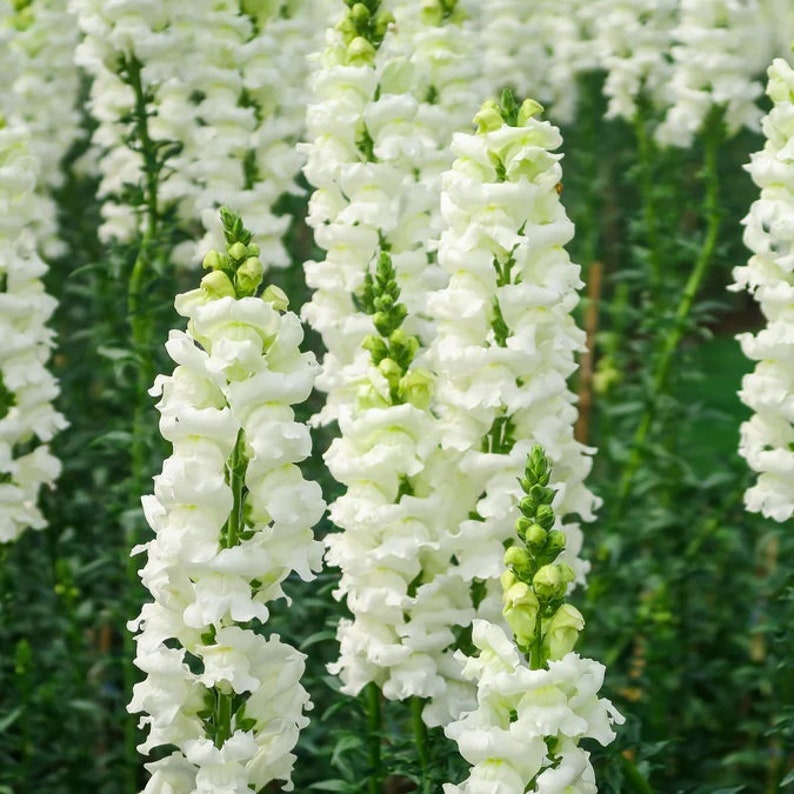 White snapdragon flowers with green stems and leaves.