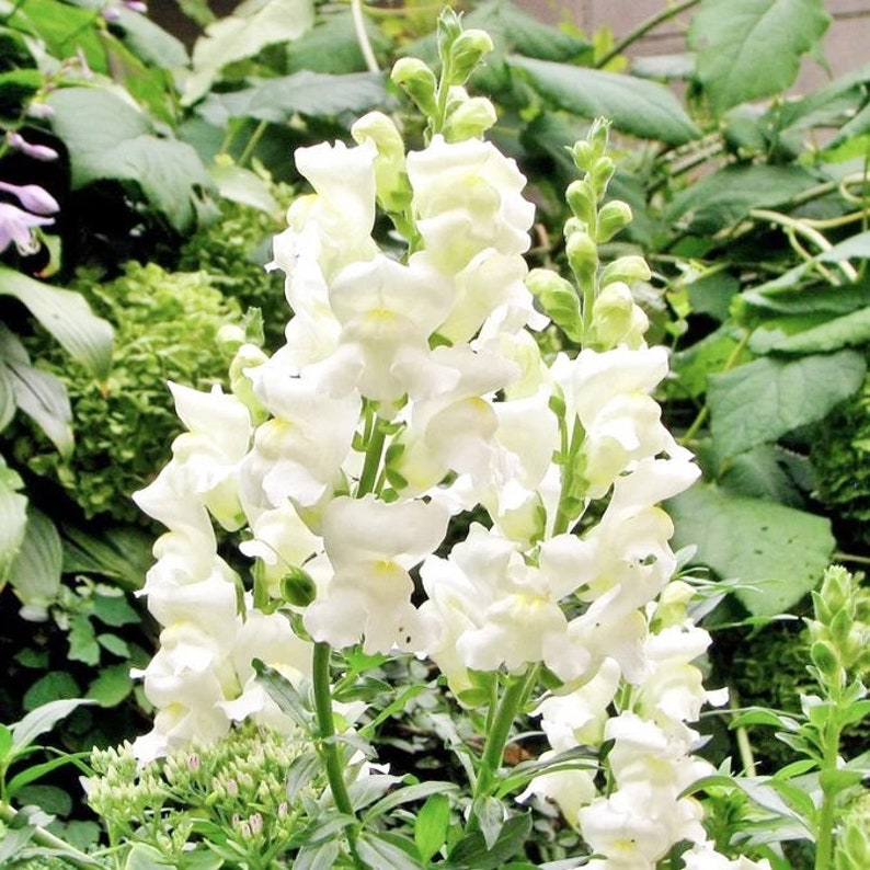 White snapdragon flowers with green leaves in a garden setting
