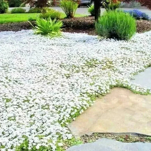 500 Snow in Summer Seeds – Cerastium Biebersteinii