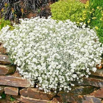 White flowering plant growing on a stone wall with greenery in the background