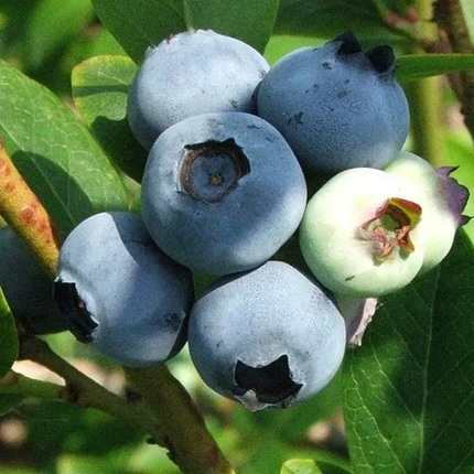 Southern Black Highbush Blueberry Tree Seeds