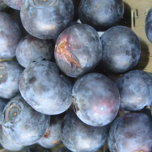 Southern Black Highbush Blueberry Tree Seeds