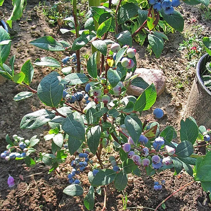 Southern Black Highbush Blueberry Tree Seeds