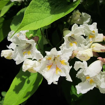 Close-up view of Southern Catalpa tree's ruffled white flowers with yellow and purple markings