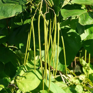 Long slender seed pods hanging from Southern Catalpa tree branches surrounded by green foliage