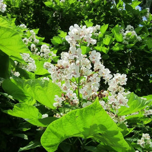 Southern Catalpa tree in full bloom with clusters of white flowers and large green leaves