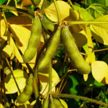 45 Soybean – Glycine max Seeds