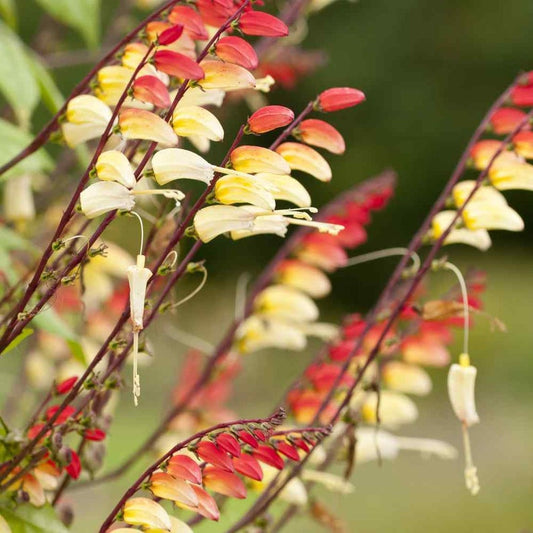 10 Spanish Flag Vine - Mina Lobata Seeds