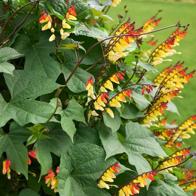 10 Spanish Flag Vine - Mina Lobata Seeds