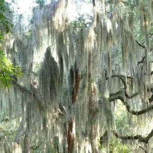 30 Spanish Moss - Tillandsia Usneoides Seeds