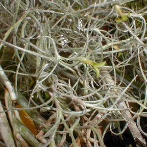 30 Spanish Moss - Tillandsia Usneoides Seeds