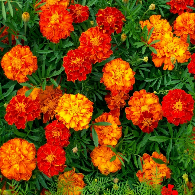Vibrant Sparky Mix Marigold flowers in shades of red, orange, and yellow, perfect for home gardens, flower beds, and attracting pollinators. Seed World