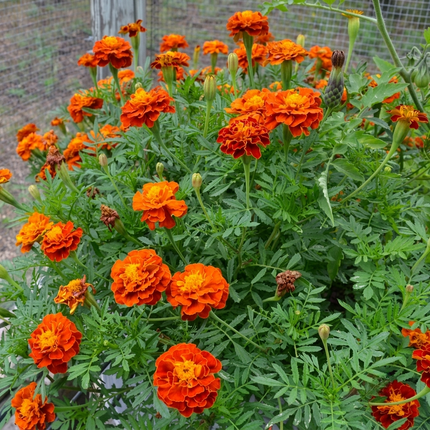 Bright and colorful Sparky Mix Marigolds with rich orange and red blooms, ideal for ornamental planting, container gardens, and enhancing outdoor landscapes. Seed World