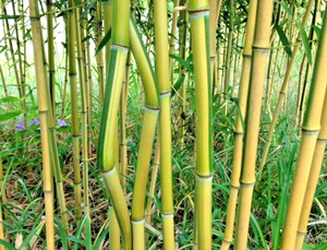 10 Spectabilis Bamboo Seeds