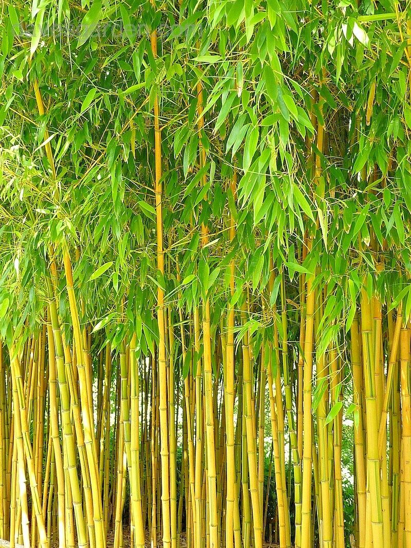 10 Spectabilis Bamboo Seeds