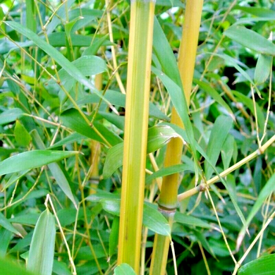 10 Spectabilis Bamboo Seeds