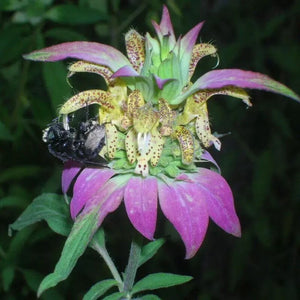 320 Spotted Bee Balm - Monarda Punctata Seeds