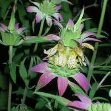 320 Spotted Bee Balm - Monarda Punctata Seeds