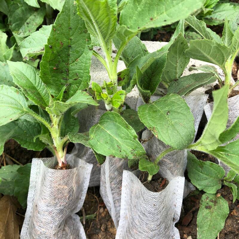 3 Organic Sprouted Jerusalem Artichoke – Ready-to-Plant