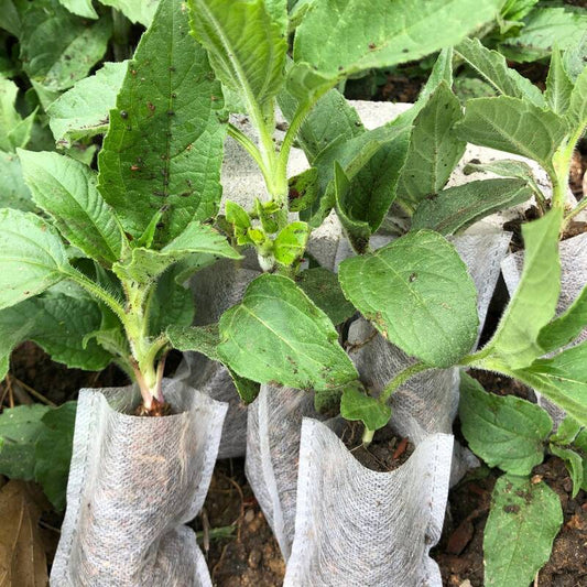 3 Organic Sprouted Jerusalem Artichoke – Ready-to-Plant